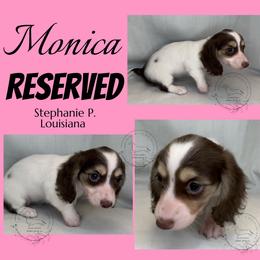 Monica - Chocolate and cream female Dachshund puppy in Denham Springs, Louisiana from Rockin’ with Dachshunds