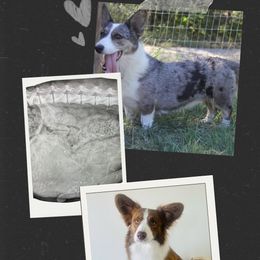 Cardigan Welsh Corgi puppies from L&B Lowriders
