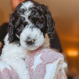 Ana - Parti female Poodle puppy in Phoenix, Arizona from Moonshine Kennels AZ