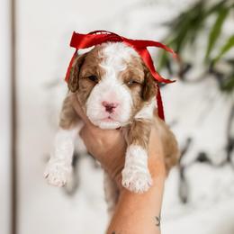Marshmallow - Red  female Goldendoodle puppy in Hopkins County, Texas from Boutique Doodles