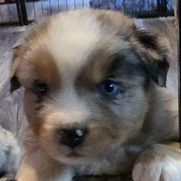 Triumph - Blue merle male Miniature Australian Shepherd puppy in Crestline, California from Haugen's Minis