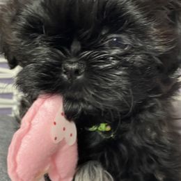 Shih Tzus from AKC Shih Tzu of California