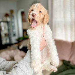 Double Doodle and Labradoodle Puppies from Magnolia & Finn Doodles