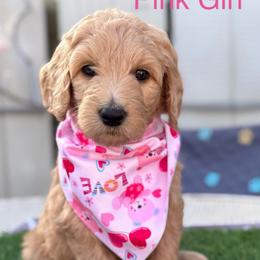 Pink Lemonade - Golden female Double Doodle puppy in El Cajon, California from Calibear Doodles