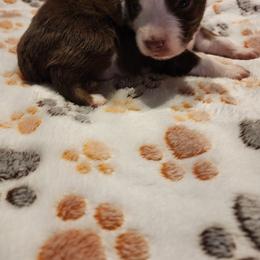 Toy Australian Shepherd Puppies from Crazy Aussie Chaos