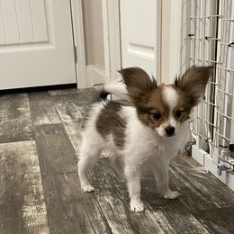 Papillon Puppies from Champagne Posh Papillons