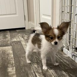Papillon Puppies from Champagne Posh Papillons