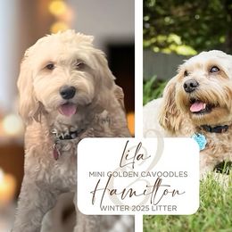 Goldendoodle puppies from Glittering Grace Goldendoodles