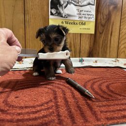 Girl 1 - Black and gold female Yorkshire Terrier puppy in Bear Creek, North Carolina from Yorkie Time