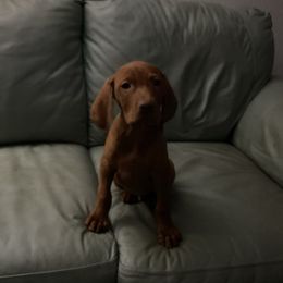 Dillon - Golden rust male Vizsla puppy in Old Town, Florida from Foxfire Vizslas