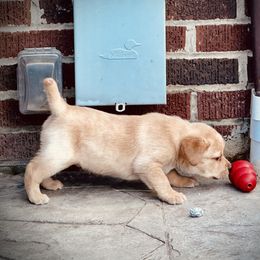 Labrador Retriever Puppies from Highland Labradors