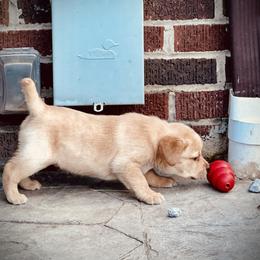 Labrador Retriever Puppies from Highland Labradors