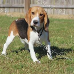Pumpkin - Beagle