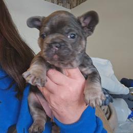 Girl 3 - Blue female French Bulldog puppy in Lansing, Michigan from Black Thunder 517 Cane Corso and Dachshunds