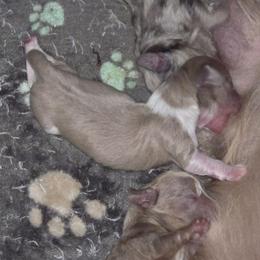 Boy 3 - Fawn (Isabella) male Dachshund puppy in Port Charlotte, Florida from Vicki's Dachshund Crossing