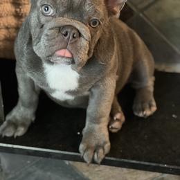 French Bulldog Puppies from The Frenchie Ravine Connection LLC
