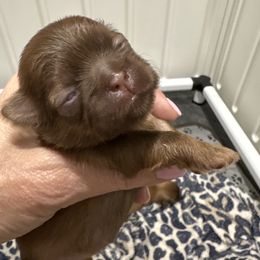 Mia - Liver female Shih Tzu puppy in Mineola, Texas from RL Phillips Shihtzus