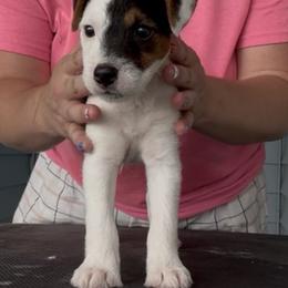 Boy 1 - Tri-color male Jack Russell Terrier puppy in Robstown, Texas from Smokin Pistol Jack Russell Terriers