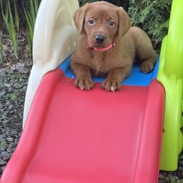 Bell - Yellow female Labrador Retriever puppy in Tigard, Oregon from Morrison Labrador Retreivers