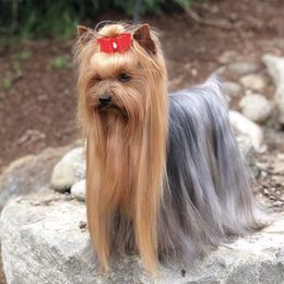 Yorkshire Terriers from All Yorkie