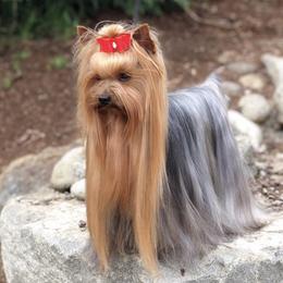 Yorkshire Terriers from All Yorkie