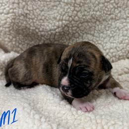 Boy 1 - Red brindle male American Pit Bull Terrier puppy in Nine Mile Falls, Washington from Bartin Kennels