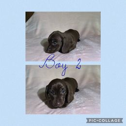 Australian Shepherd and Dachshund Puppies from Shiloh Ranch and Kennels