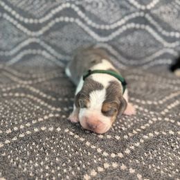 AKC blue boy - Black tan and white male Beagle puppy in Shelley, Idaho from Idaho Beagles