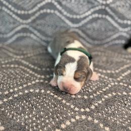 AKC blue boy - Black tan and white male Beagle puppy in Shelley, Idaho from Idaho Beagles