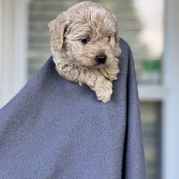 Cockapoo Puppies from East St. Poodles & Doodles