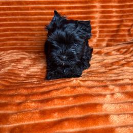 Daisy - Black and tan female Yorkshire Terrier puppy in Tulsa, Oklahoma from Conns Cuddly Canines
