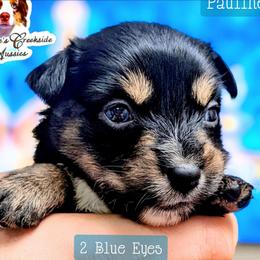 Pauline - Black tri female Miniature Australian Shepherd puppy in Punta Gorda, Florida from Christie's Creekside Aussies