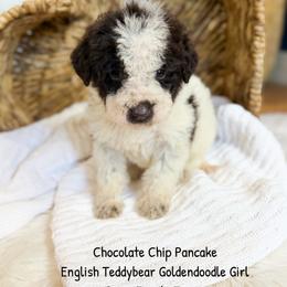 Chocolate Chip Pancake English - Chocolate female Goldendoodle puppy in Grove, Oklahoma from Guinn Family Farms