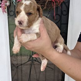 Sugar - Red  female Goldendoodle puppy in Palestine, Texas from KK's Doodle Bunch