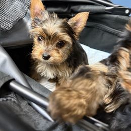 White chest boy - Black and tan male Yorkshire Terrier puppy in Boone, North Carolina from Coffeycup Yorkies