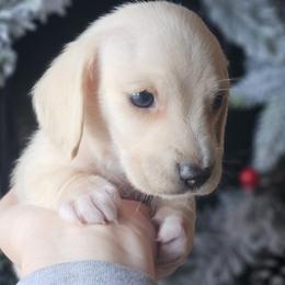 Red collar - Cream male Dachshund puppy in Pasco, Washington from Loyal Lil Dachshunds