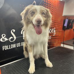 Border Collies from A&S Pet Services