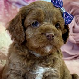 Misa - Red Cockapoo puppy in Roseville, California from Darby Park Doodles