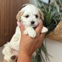 White girl - Buff and white female Cockapoo puppy in Rigby, Idaho from Elkington Family Farms LLC