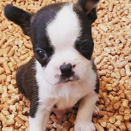 Boston Terriers from Virginia Colored Boston Terriers