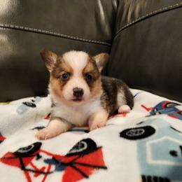 American Corgi and Pembroke Welsh Corgi Puppies from San Diego Corgis