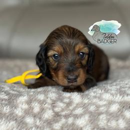 Yellow Collar - Red female Dachshund puppy in Cheyenne, Wyoming from Golden Badger Kennels