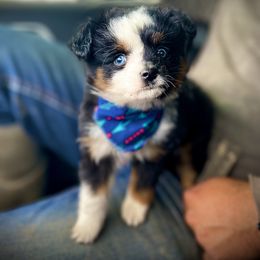 Australian Shepherd and Toy Australian Shepherd Puppies from Little Creek Ranch
