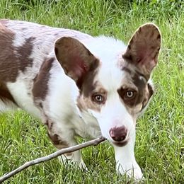 American Corgis, Cardigan Welsh Corgis, and Pembroke Welsh Corgis from Coopers Korner