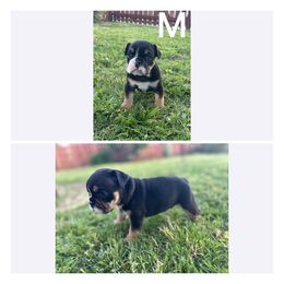 Bulldog Puppies from Alejandro's Bulldogs