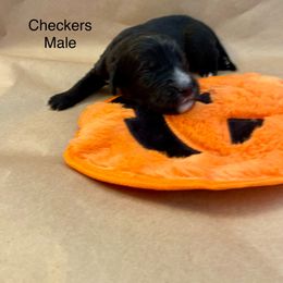 Bernedoodle, Goldendoodle, and Sheepadoodle Puppies from Dhalia’s Doodles
