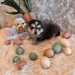 Gianni - Blue female Pomsky puppy in Bucyrus, Missouri from Hill Top Pomskies