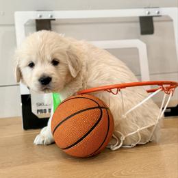 Green - Light golden male Golden Retriever puppy in Brewster, Washington from AB & Co. Goldens