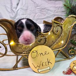 TBD Tri female - Tri-color female Cavalier King Charles Spaniel puppy in Kermit, West Virginia from Stonecoal Cavaliers