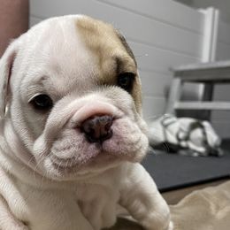 Boy 3 - Bulldog puppy in Demorest, Georgia from The Georgia Bully Bunch